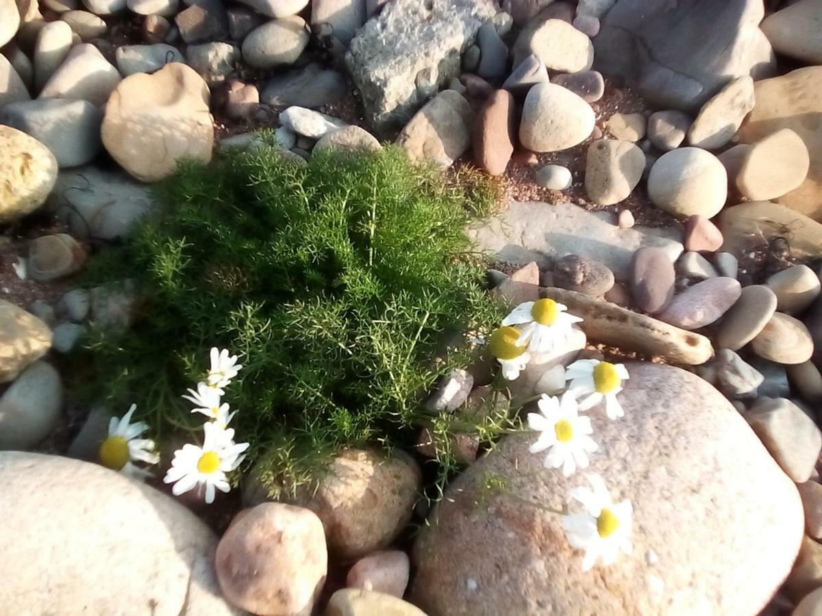 Song Of The Sea, Selkie House Bed & Breakfast Helmsdale Luaran gambar